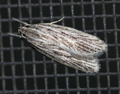 Phloeograptis