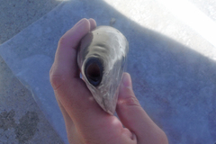 Ranzania laevis