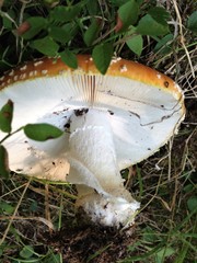Amanita muscaria formosa