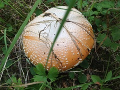 Amanita muscaria formosa