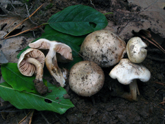 Hebeloma ischnostylum