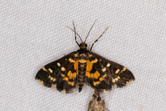 Diathrausta ochreipennis