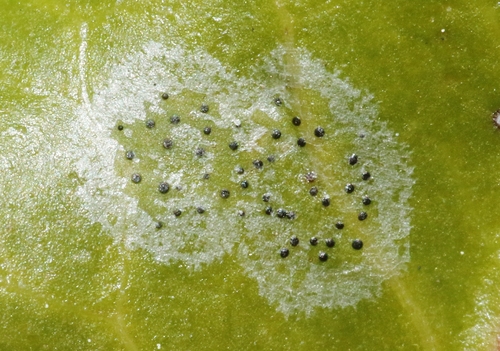 Telimena rhoina