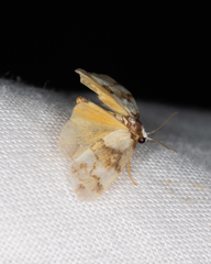 Philenora aspectalella