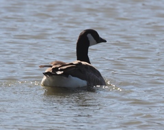 Branta hutchinsii