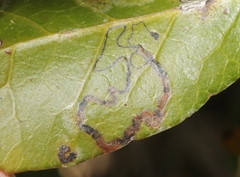 Stigmella prunifoliella