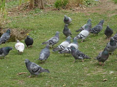 Columba livia domestica