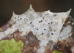 Phyllosticta heteromeles