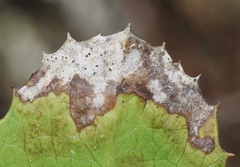 Phyllosticta heteromeles