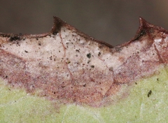 Phyllosticta heteromeles