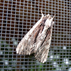 Apamea verbascoides