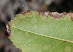 Phyllosticta heteromeles