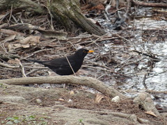 Turdus merula