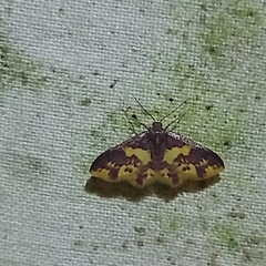 Lophosis labeculata