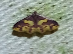 Lophosis labeculata
