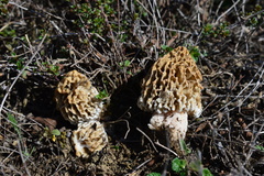 Morchella steppicola