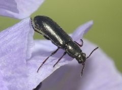Eschatocrepis constrictus