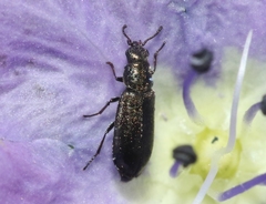 Eschatocrepis constrictus