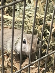 Xerospermophilus