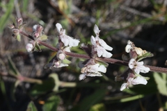 Stachys rigida quercetorum