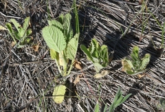 Stachys rigida quercetorum