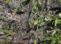 Stachys rigida quercetorum