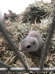 Xerospermophilus