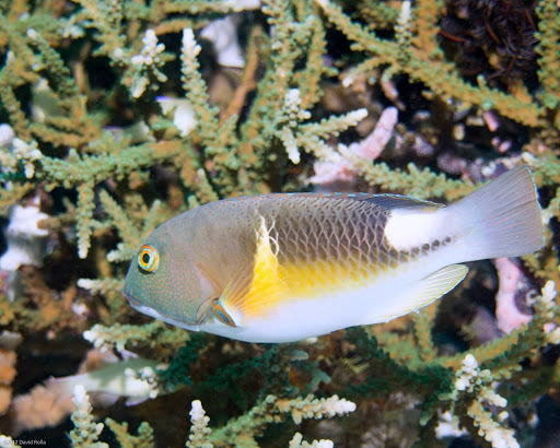 Tuskfishes