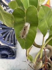 Dasychira meridionalis