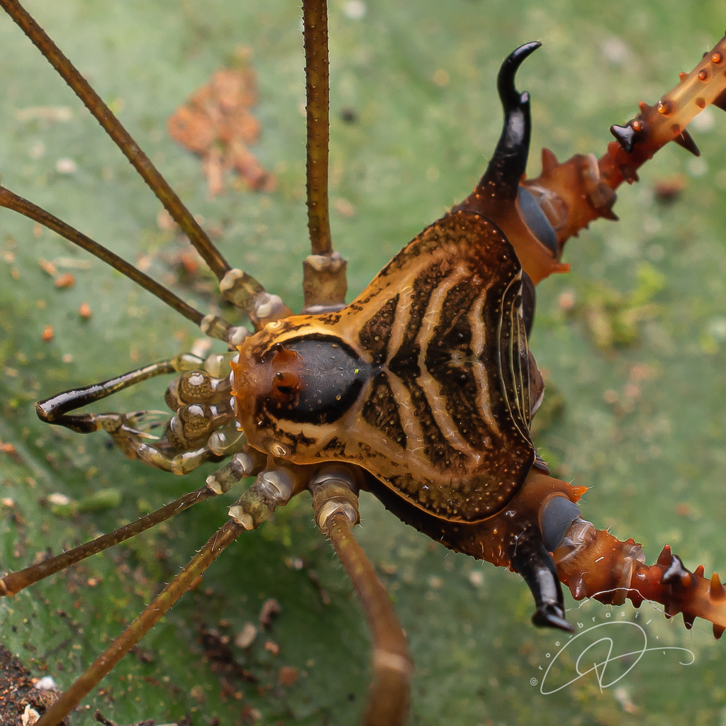 daddy longlegs