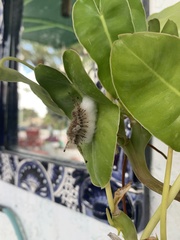 Dasychira meridionalis