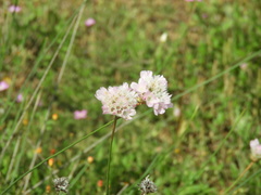 Armeria hispalensis
