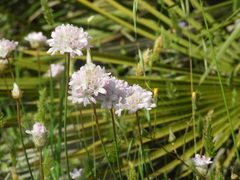 Armeria hispalensis
