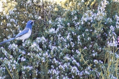 Aphelocoma californica