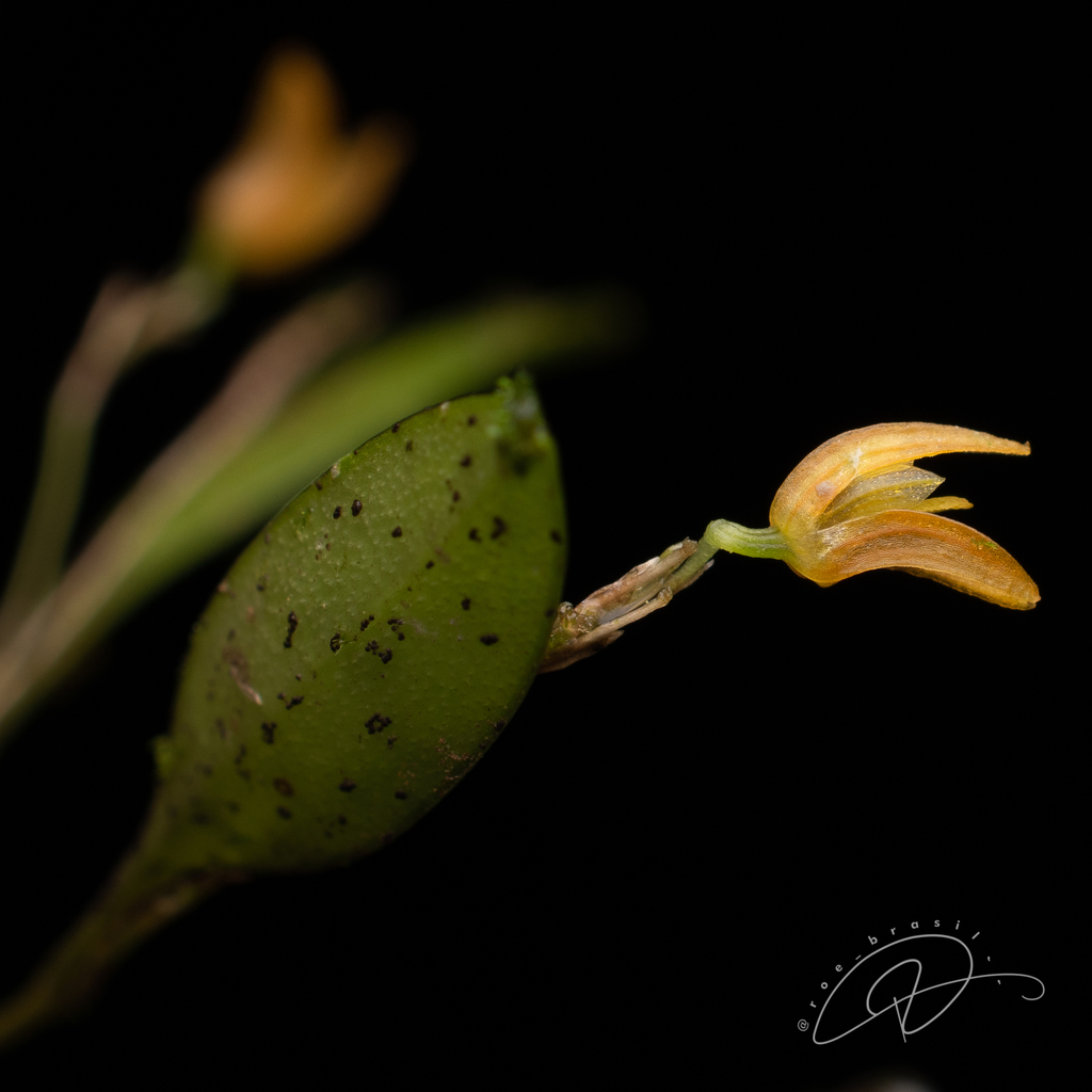 Pabstiella trifida