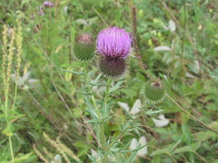 Cirsium ukranicum