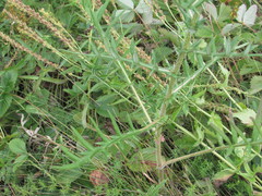Cirsium ukranicum