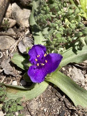 Tradescantia humilis