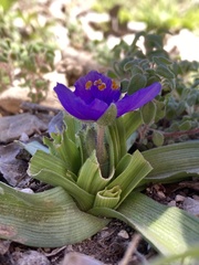 Tradescantia humilis
