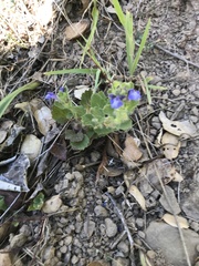Scutellaria tuberosa