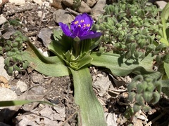 Tradescantia humilis