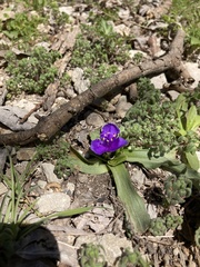 Tradescantia humilis