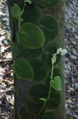 Monstera tuberculata