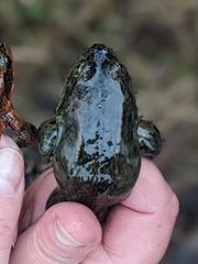 Rana pretiosa