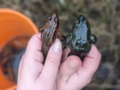 Rana pretiosa