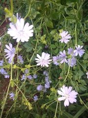 Cichorium intybus