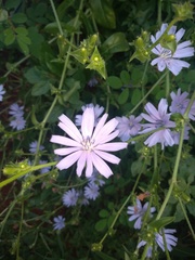 Cichorium intybus