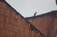 Pitangus sulphuratus