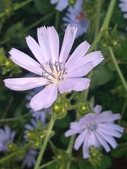 Cichorium intybus