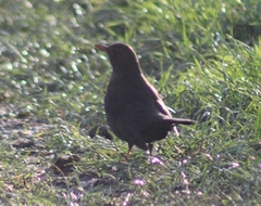 Turdus merula